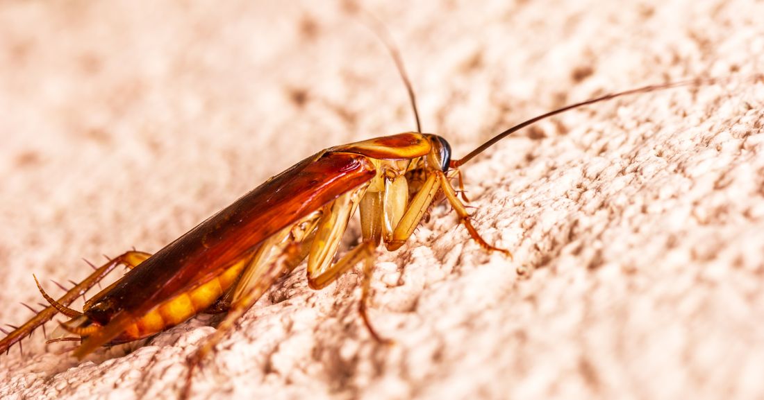 Close-up of a cockroach on a rough surface
