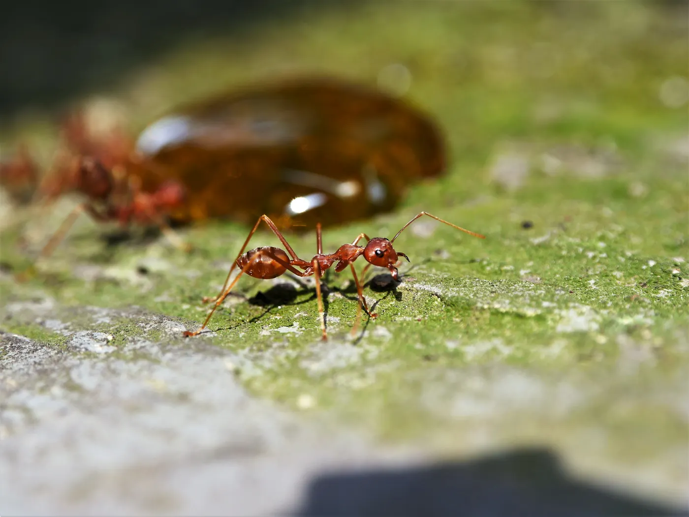 Close-up of a red ant on a mossy surface